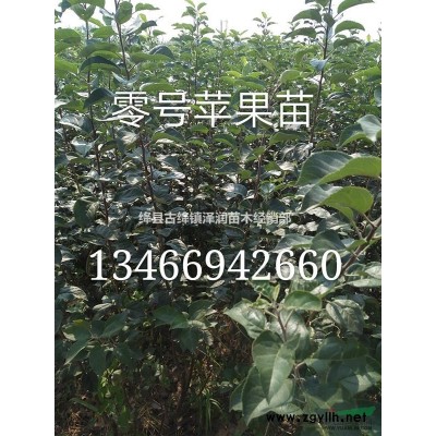 （10公分/12公分/15公分）杏樹價(jià)格 杏樹 杏樹產(chǎn)地