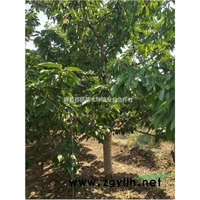 紅寶石海棠-5公分紅寶石海棠-6公分紅寶石海棠，北美海棠
