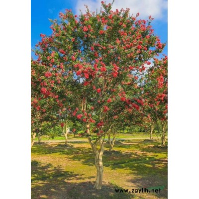 報春花,報春花工程苗,報春花基地直銷