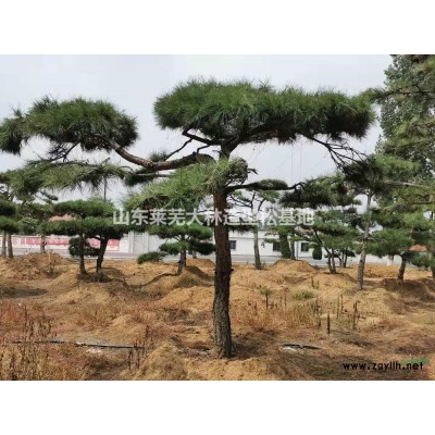 景觀松，泰山迎客松，造型油松，造型黑松，造型松，平頂松、黑松