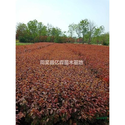 大量陜西營養缽金葉榆、容器叢生金葉榆，碗碗金葉榆