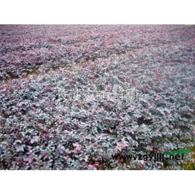 供應精品桂花，湖南精品桂花價格行情，精品桂花工程用苗