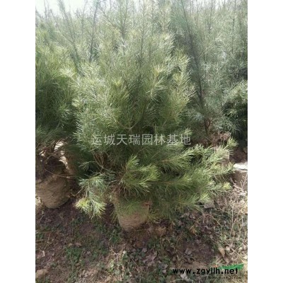 白皮松，白皮松價格，2米白皮價格，3米白皮松價格。