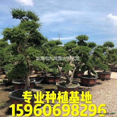 福建造型小葉榕哪里好/哪家便宜
