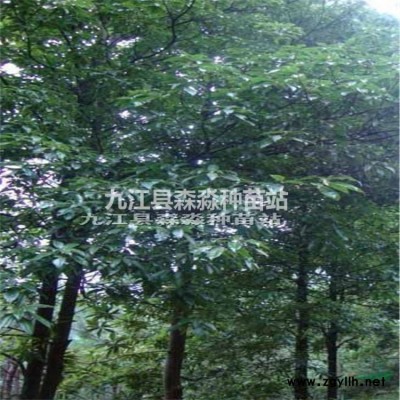 江西苗木基地供應 紅豆杉小苗價格 批發紅豆杉小苗