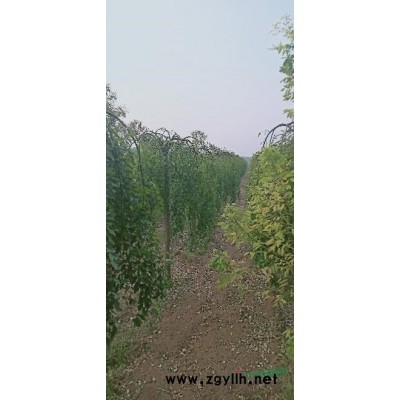 北海道黃楊