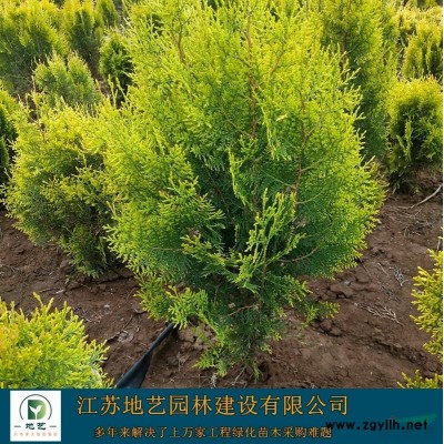塔柏 塔柏苗 塔柏球 塔柏小苗 園林景觀小苗 小區綠化