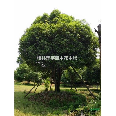 供應大桂花樹25-50公分，大叢生桂花樹30-90公分