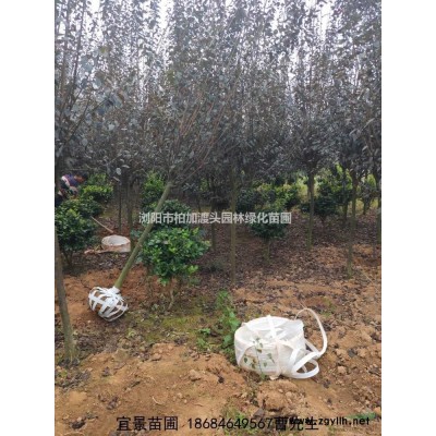 湖南長沙柏加花木供應(yīng)商出售精品紅花繼木球