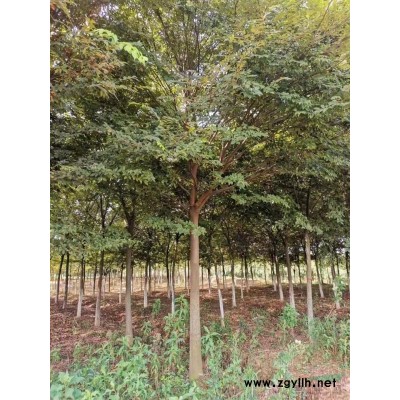 安徽紅花繼木球價格便宜批發 合肥紅花繼木球報價走勢