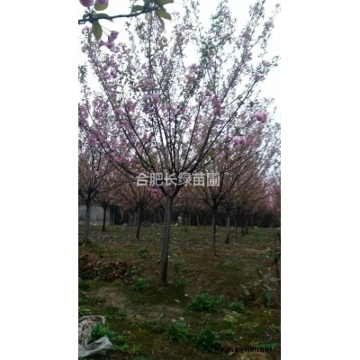 安徽合肥苗圃紅花繼木球質量*好，肥西紅花繼木球苗圃供應商