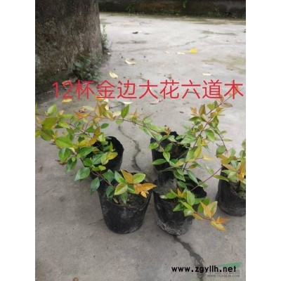 珙桐圖片\珙桐報價