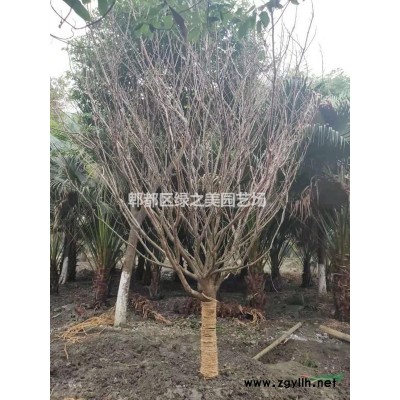 茶條槭、叢生茶條槭、熟貨茶條槭、精品茶條槭