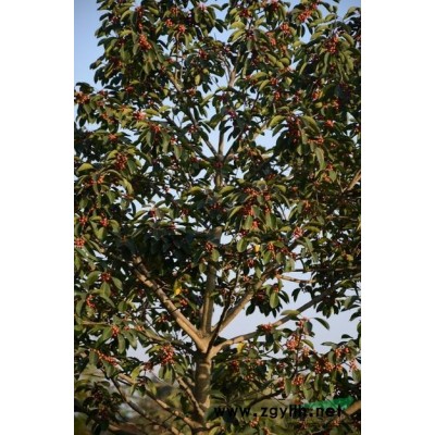好萊塢紫葉李(新品種)