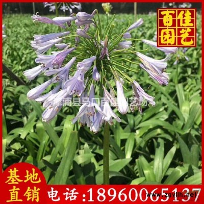 紅花繼木球苗場直銷 80-1.2 價格60