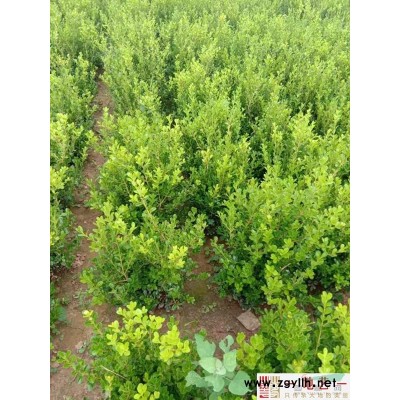 紅花繼木球、紅花繼木球價格圖片、紅花繼木球產地種植基地