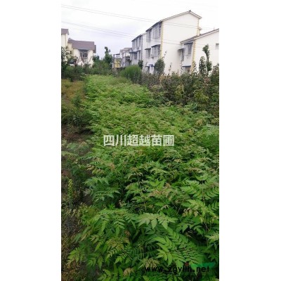 紅花繼木、紅花繼木球、紅花繼木小苗