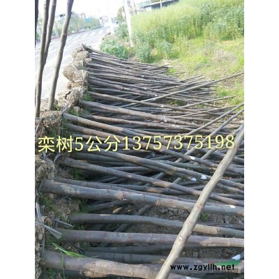 杜英