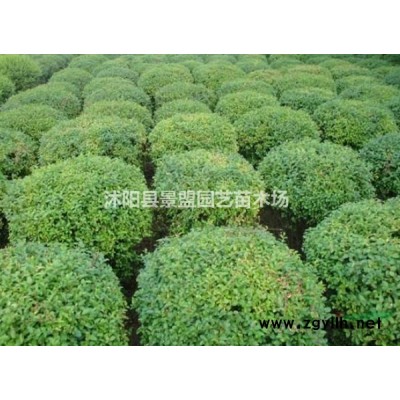 哪里有紅花繼木球基地？