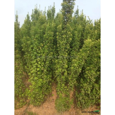 河南紅花繼木球3米冠 河南紅花繼木球低價批發哪里好/哪家便宜