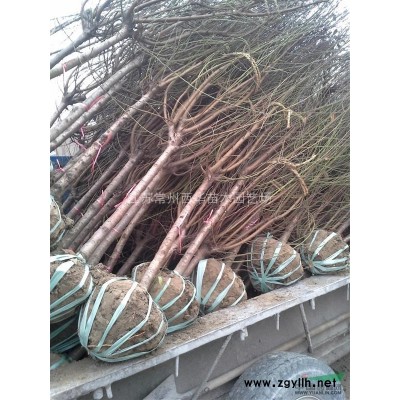 江蘇常州【精品球專供】紅葉石楠球，紅花繼木球，海桐球等