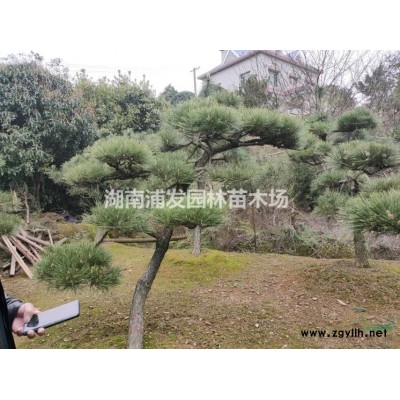 湖南精品小葉女貞柱子-造型小葉女貞-小葉女貞苗-小葉女貞球