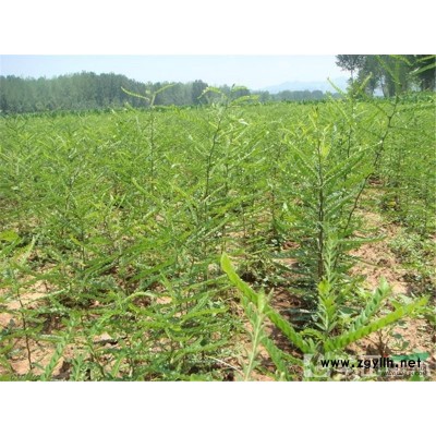 七葉樹新價格/3-12公分七葉樹報價