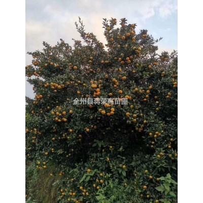 供應高度60-100公分，冠幅60-100公分紅花繼木球