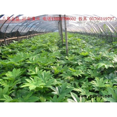 潢川紅花繼木報(bào)價(jià)：冠徑1-3米紅花繼木球價(jià)格，造型紅花繼木樁