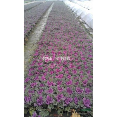 哪里有1.5米的紅花繼木球.紅花檵木球冠幅1.5米價(jià)格多少