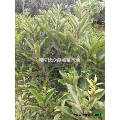 湖南各種規(guī)格桂花.3-30公分廣玉蘭.5-100香樟