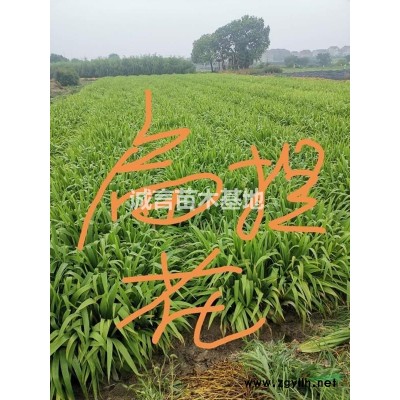 常州精品球基地紅葉石楠球，金森女貞球，紅花繼木球
