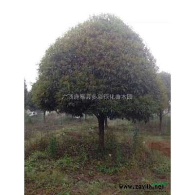廣西供應(yīng)紅花繼木球 紅花繼木球價格 廣西多姿園林施工規(guī)格*