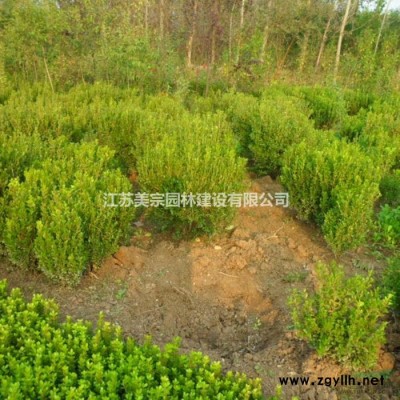供應結香木繡球木香斗球