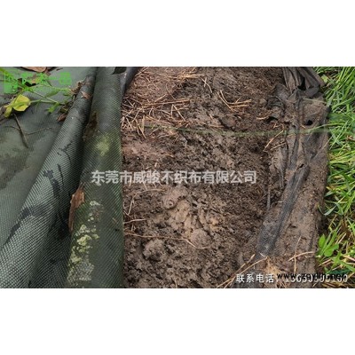 柑橘園防草方法你知道幾種？
