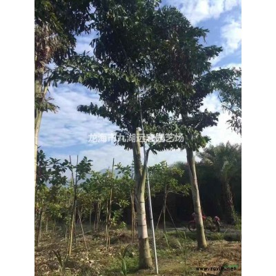 福建五百畝加拿利海棗農(nóng)戶直接報(bào)價(jià)歡迎咨詢