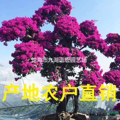 華棕(華盛頓棕櫚) 大型華棕基地農(nóng)戶直接批發(fā) 歡迎來(lái)電咨詢