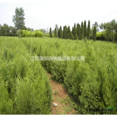 小葉扶芳藤價格_小葉扶芳藤圖片_扶芳藤基地