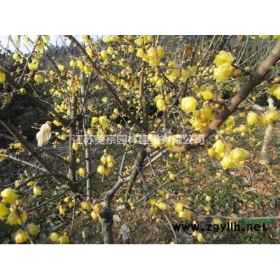 出售各種規格北京檜柏，北京檜 刺松 刺柏
