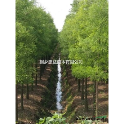 供應8-10公分樸樹