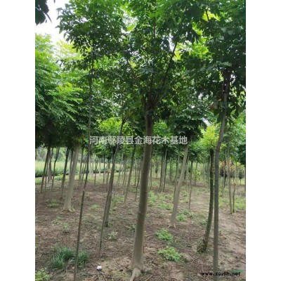 河南專業(yè)出售 紅梅，美人梅，榆葉梅，臘梅，骨紅梅