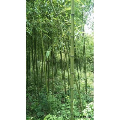 供應絲蘭，劍蘭，劍麻規格*