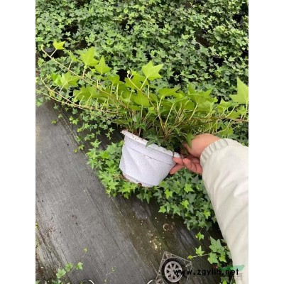 常春藤盆栽好養(yǎng)植物室內(nèi)垂吊蘭長(zhǎng)春藤吸甲醛水培爬藤掛常青藤綠植