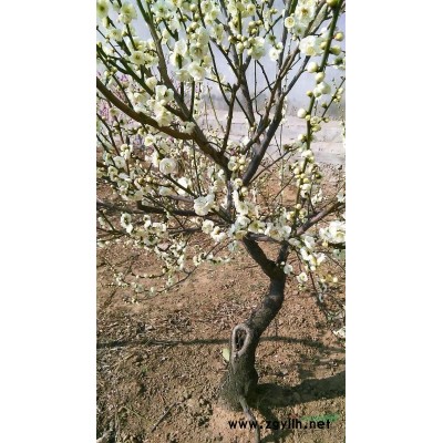 自營(yíng)梅花