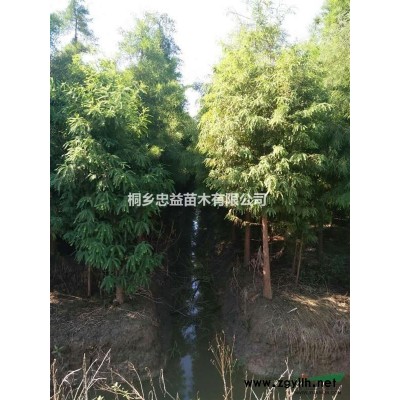 浙江桐鄉樸樹行情報價/桐鄉樸樹價格優惠