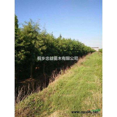浙江落羽杉、落羽杉基地