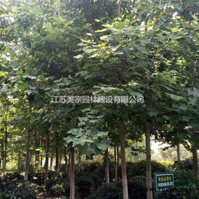 供應各種規格塔松，塔柏，塔檜，檜柏