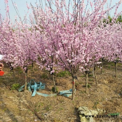珍珠梅價格_珍珠梅圖片_珍珠梅基地