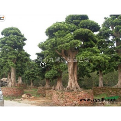 福建大王椰子報(bào)價(jià)，農(nóng)戶基地直銷各種規(guī)格大王椰子