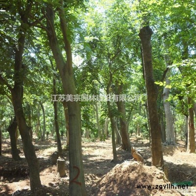 枇杷價格_枇杷圖片_枇杷產地_枇杷綠化苗木苗圃基地